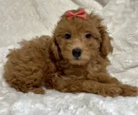 Stella, a female Poodle - Toy  for sale in Atlanta, GA – 1 of 3