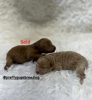 Toy poodle, a male Poodle - Toy  for sale in Atlanta, GA – Photo 3 of 3