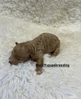 Toy poodle, a male Poodle - Toy  for sale in Atlanta, GA – Photo 2 of 3