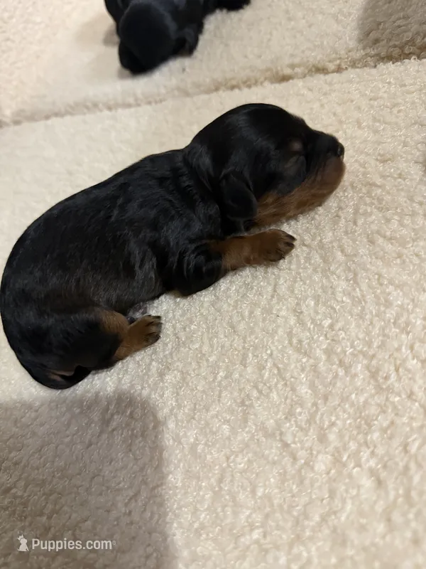 Cavapoo male 1 mix color – Cavapoo puppy for sale in Atlanta, GA