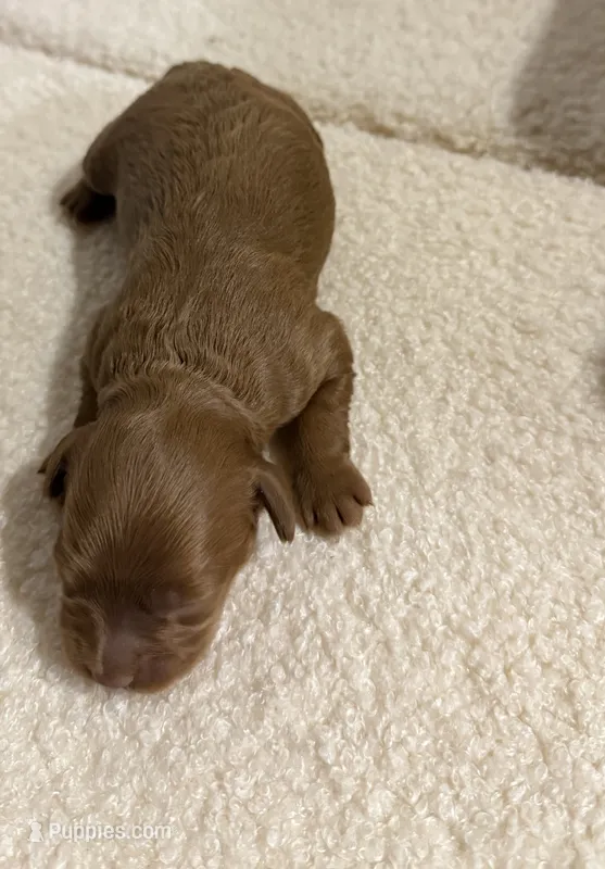 Cavapoo female red – Cavapoo puppy for sale in Atlanta, GA