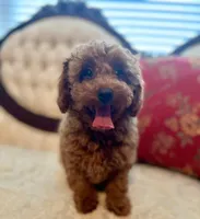 Red male, a male Maltipoo for sale in Atlanta, GA – Photo 1 of 2