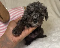 Poodle merle/ mix female , a female Poodle - Toy  for sale in Atlanta, GA – 3 of 8