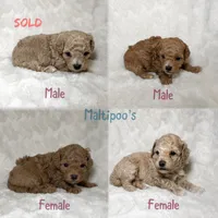 Maltipoo female, a female Maltipoo and Poodle - Toy  for sale in Atlanta, GA – 4 of 6