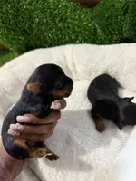 Female yorkie 1, a female Yorkshire Terrier for sale in Atlanta, GA – Photo 8 of 8