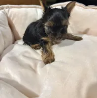 Female yorkie 1, a female Yorkshire Terrier for sale in Atlanta, GA – Photo 1 of 8