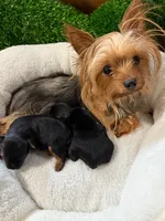 Female yorkie 1, a female Yorkshire Terrier for sale in Atlanta, GA – Photo 7 of 8