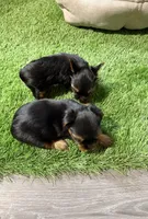 Female yorkie 1, a female Yorkshire Terrier for sale in Atlanta, GA – Photo 4 of 8