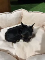 Female yorkie 1, a female Yorkshire Terrier for sale in Atlanta, GA – Photo 5 of 8