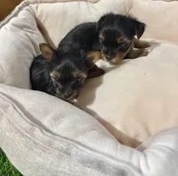 Female yorkie 1, a female Yorkshire Terrier for sale in Atlanta, GA – Photo 3 of 8