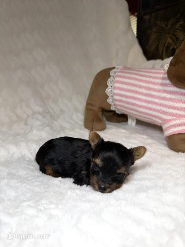 Tiny’s Yorkie litter pup 2 – Yorkshire Terrier puppy for sale in Atlanta, GA