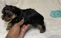 Daisy’s Yorkie litter Male , a male Yorkshire Terrier for sale in Atlanta, GA – 2 of 3