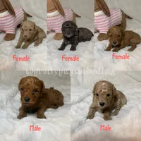 Nova’s Poodle’s female red , a female Poodle - Toy  for sale in Atlanta, GA – 5 of 8