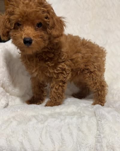 Male toy poodle red , a male Poodle - Toy  for sale in Atlanta, GA – 3 of 10