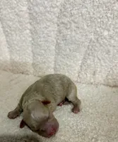 Poodle cream female, a female Poodle - Toy  for sale in Atlanta, GA – 4 of 5