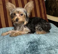 Spider , a male Yorkshire Terrier for sale in Atlanta, GA – 2 of 4