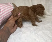 Ella’s poodle female 2, a female Poodle - Toy  for sale in Atlanta, GA – 2 of 4