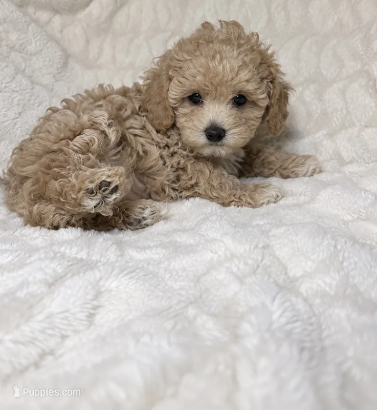 Maltipoo female 1  – Maltipoo, Poodle - Toy  puppy for sale in Atlanta, GA