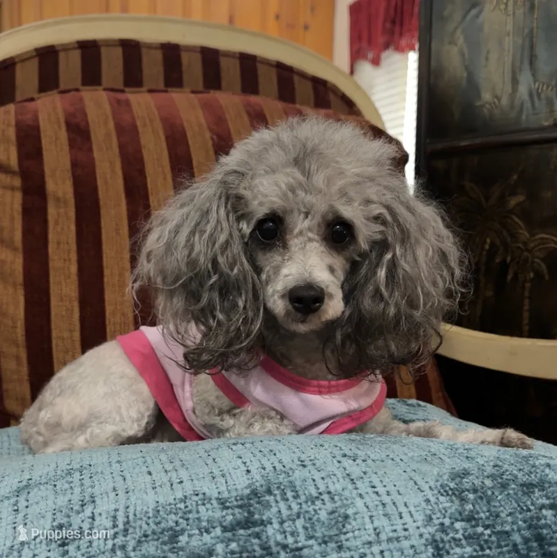 Holly – Poodle - Toy  puppy for sale in Atlanta, GA