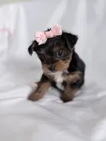 Maisy, a female Yorkshire Terrier and Poodle - Miniature  for sale in Mesquite, TX – 2 of 8