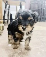 Maisy, a female Yorkshire Terrier and Poodle - Miniature  for sale in Mesquite, TX – 4 of 8