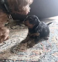 Daisy, a female Yorkshire Terrier and Poodle - Miniature  for sale in Mesquite, TX – 4 of 8
