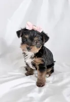Maisy, a female Yorkshire Terrier and Poodle - Miniature  for sale in Mesquite, TX – 1 of 8