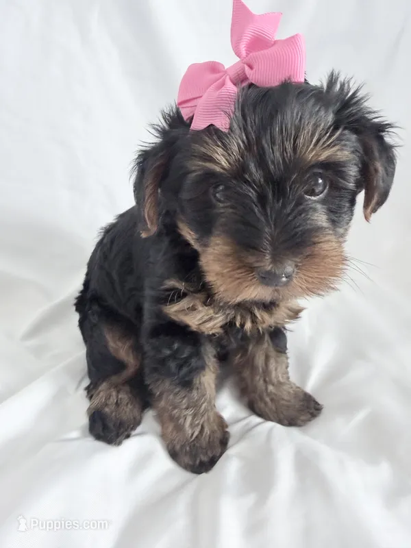 Daisy – Yorkshire Terrier, Poodle - Miniature  puppy for sale in Mesquite, TX
