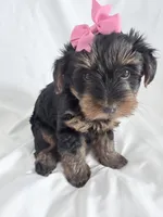 Daisy, a female Yorkshire Terrier and Poodle - Miniature  for sale in Mesquite, TX – 1 of 8