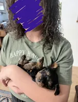 Daisy, a female Yorkshire Terrier and Poodle - Miniature  for sale in Mesquite, TX – 5 of 8