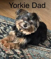 Maisy, a female Yorkshire Terrier and Poodle - Miniature  for sale in Mesquite, TX – 7 of 8