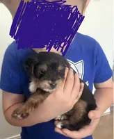 Maisy, a female Yorkshire Terrier and Poodle - Miniature  for sale in Mesquite, TX – 3 of 8