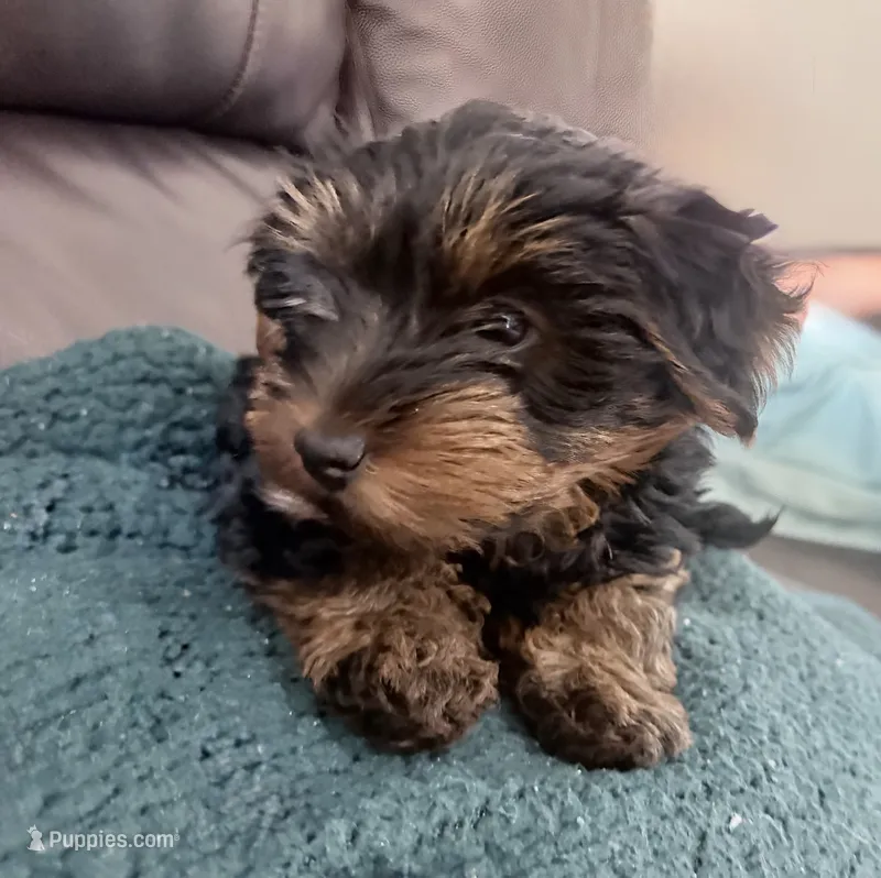 Daisy – Yorkshire Terrier, Poodle - Miniature  puppy on hold in Mesquite, TX