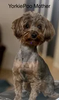 Maisy, a female Yorkshire Terrier and Poodle - Miniature  for sale in Mesquite, TX – 8 of 8