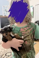 Maisy, a female Yorkshire Terrier and Poodle - Miniature  for sale in Mesquite, TX – 5 of 8