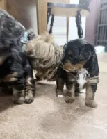 Maisy, a female Yorkshire Terrier and Poodle - Miniature  for sale in Mesquite, TX – 6 of 8