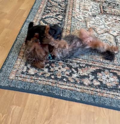 Daisy, a female Yorkshire Terrier and Poodle - Miniature  for sale in Mesquite, TX – 8 of 8