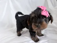 Daisy, a female Yorkshire Terrier and Poodle - Miniature  for sale in Mesquite, TX – 2 of 8