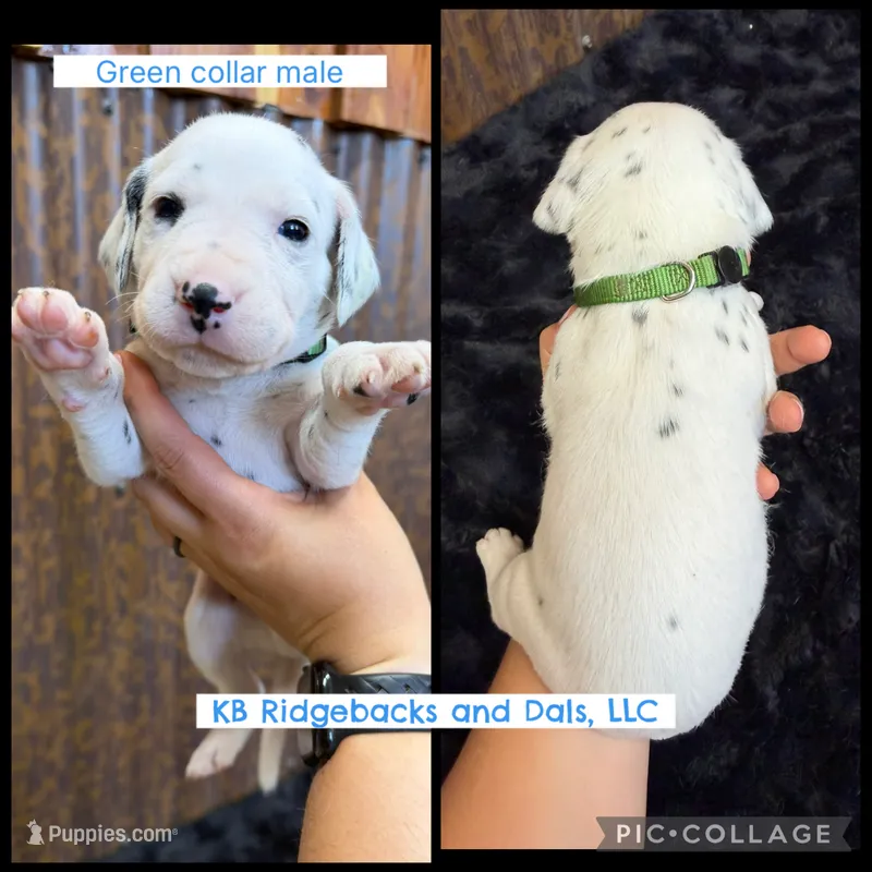 Green Collar Male – Dalmatian puppy for sale in Colome, SD