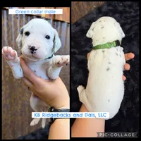 Green Collar Male, a male Dalmatian for sale in Colome, SD – 1 of 2