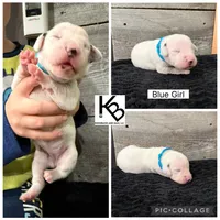 Light Blue Collar Female, a female Dalmatian for sale in Colome, SD – 2 of 2