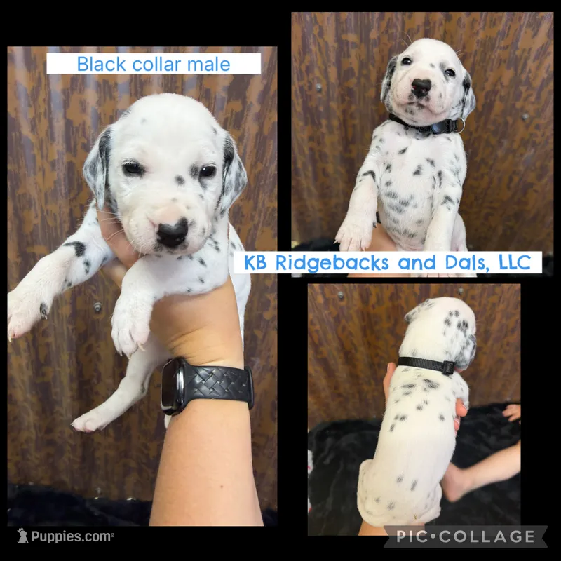 Black Collar Male – Dalmatian puppy for sale in Colome, SD