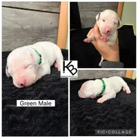 Green Collar Male, a male Dalmatian for sale in Colome, SD – 2 of 2