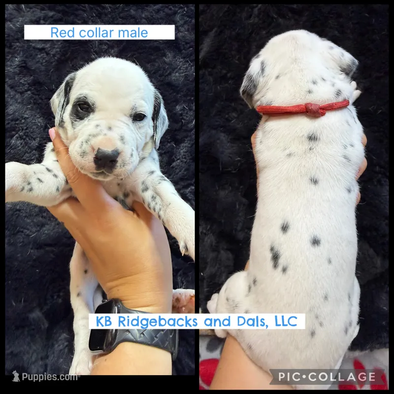 Red Collar Male – Dalmatian puppy for sale in Colome, SD