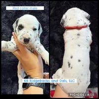 Red Collar Male, a male Dalmatian for sale in Colome, SD – 1 of 2