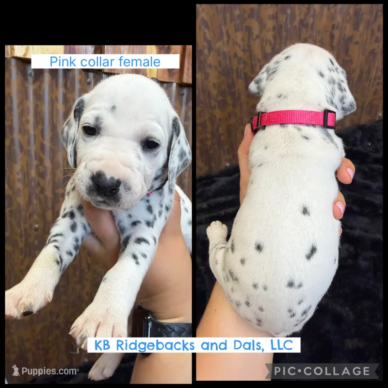 Pink Collar Female – Dalmatian puppy for sale in Colome, SD