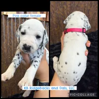 Pink Collar Female, a female Dalmatian for sale in Colome, SD – 1 of 2