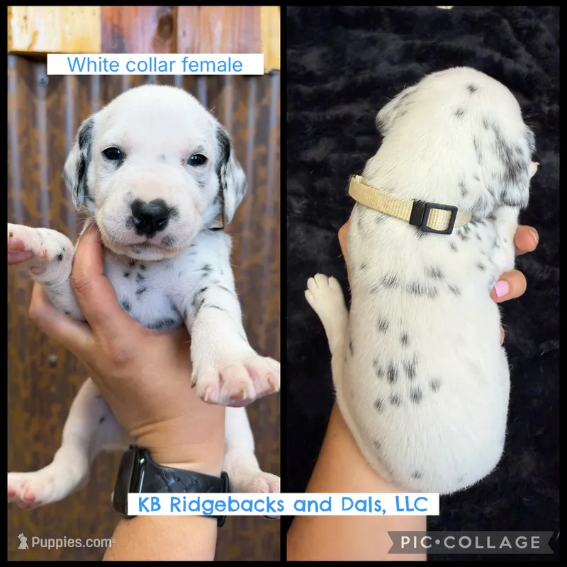 White Collar Female – Dalmatian puppy for sale in Colome, SD