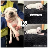 Orange Collar Female, a female Dalmatian for sale in Colome, SD – 2 of 2