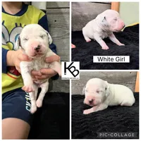 White Collar Female, a female Dalmatian for sale in Colome, SD – 2 of 2